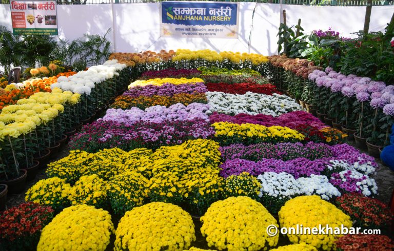 जावलाखेलमा गोदावरी फूलको प्रदर्शनी (तस्वीरहरू)