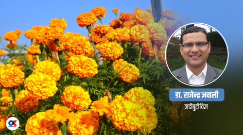 सयपत्री फूल जसमा पाइन्छ औषधीय गुण