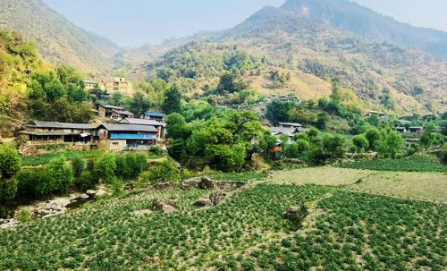 बागलुङमा ५६ हजार २४० ‘मेट्रिकटन’ आलु उत्पादन