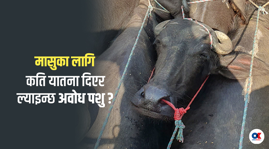 क्वारेन्टिनकै अगाडिबाट यातनापूर्वक पशु ढुवानी