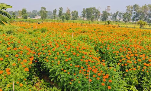 तिहारका लागि फूलका ग्राहक पर्खदै दाङका किसान