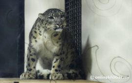 मुस्ताङमा हिउँ चितुवा अध्ययन सुरु