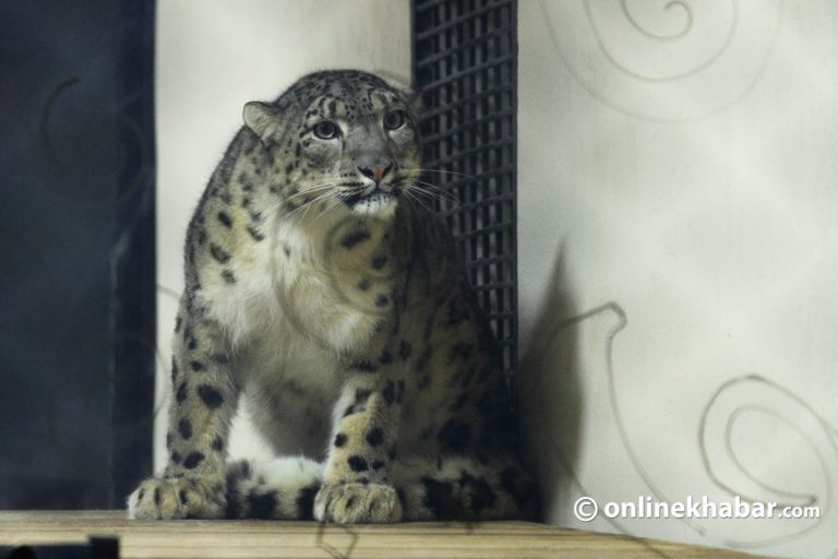 मुस्ताङमा हिउँ चितुवा अध्ययन सुरु