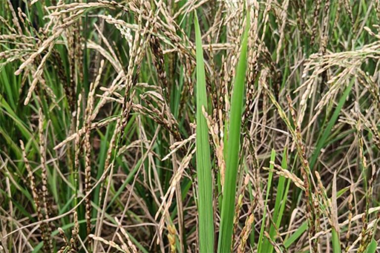 ‘डर्टी पेनिकल’ रोगले धान बालीमा क्षति   