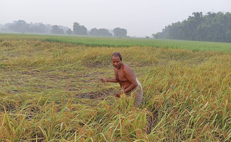 सुनसरीका किसान भन्छन् : यसपटकको दसैँ दशा भएर आयो