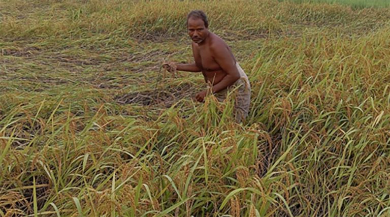 सुनसरीका किसान भन्छन् : यसपटकको दशैं दशा भएर आयो  