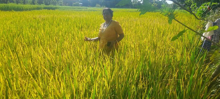 पसाउन लागेका धान सुक्न थालेपछि पाल्पाका कृषक चिन्तित