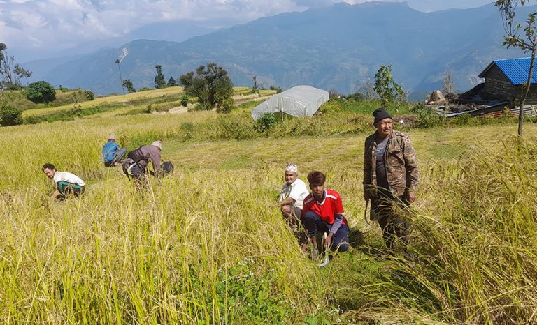असिनापानीले ३५५ रोपनीमा लगाएको धान र कोदो नष्ट