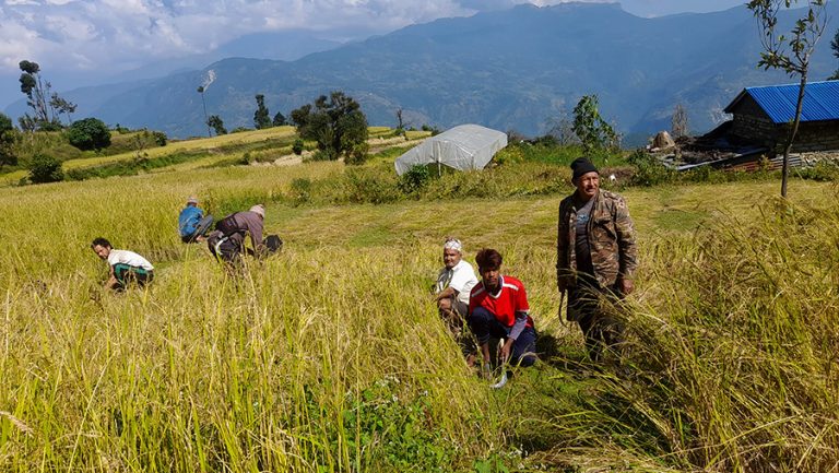 असिनाले ३५५ रोपनीमा लगाएको धान र कोदो नष्ट