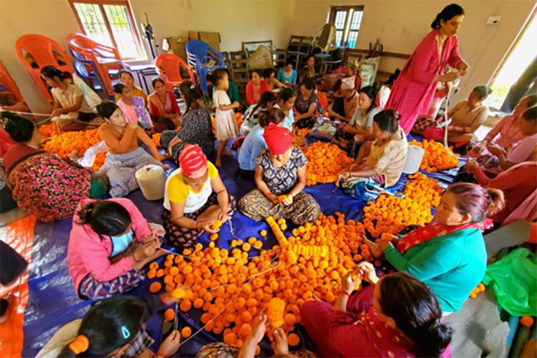 तनहुँको सयपत्री फूल कतार निर्यात   