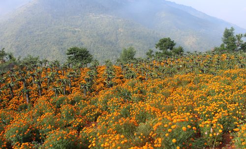 ड्रागन फ्रुटसँगै सयपत्री फूलको खेती