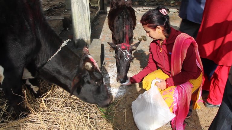 गुल्मीको रेसुङ्गामा पहिलो पटक ‘गो’ महोत्सव हुँदै