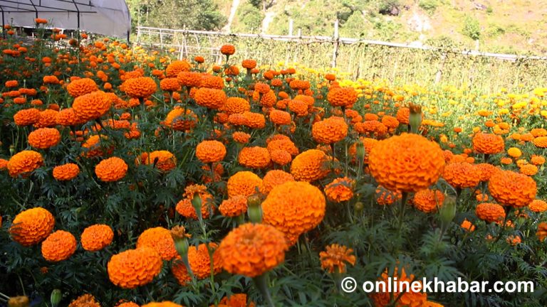 गुल्मीको सिमाह घाट सयपत्रीले ढकमक्क (तस्वीरहरू)