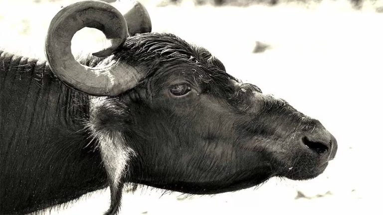 भारतमा एउटा मुर्रा भैंसीको मूल्य ३७ करोड !