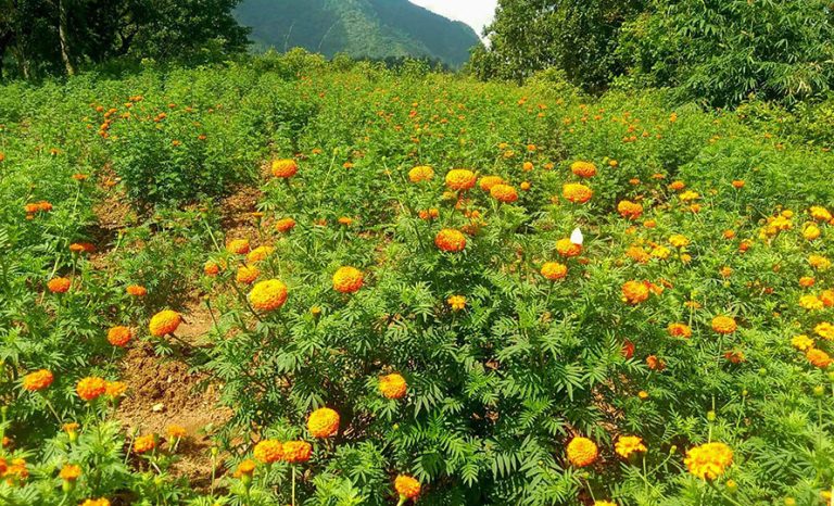 आँबुखैरेनीका महिला सयपत्री उत्पादनमा