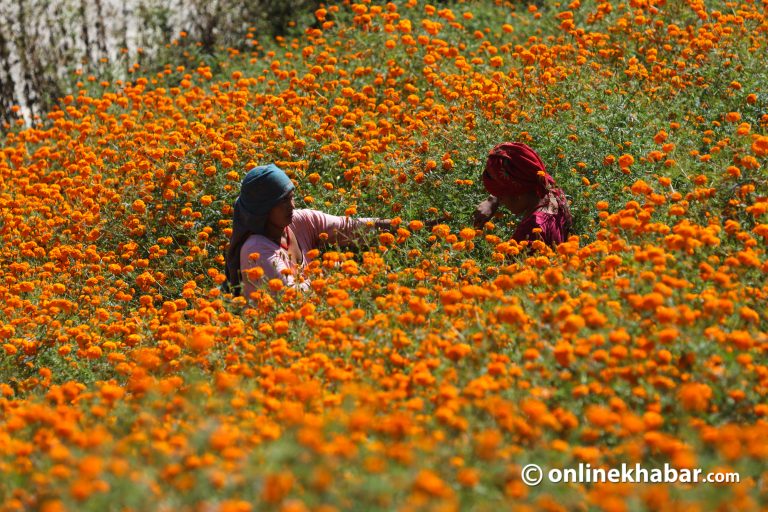 दशैं तिहारमा सयपत्री फूल बेचेर ५ लाख आम्दानी