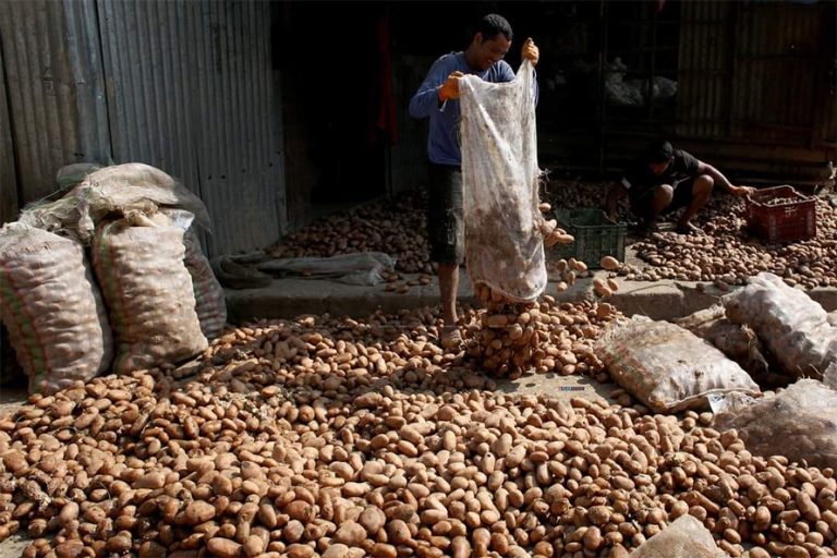 बाली लगाउने बेला सधैं बीउकै चिन्ता   
