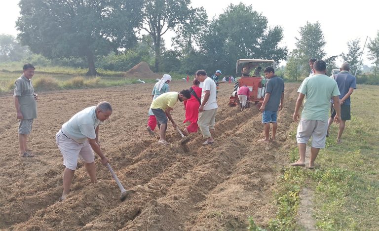 रुपन्देहीका ६ बिघामा विप्लव नेकपाको सामूहिक खेती