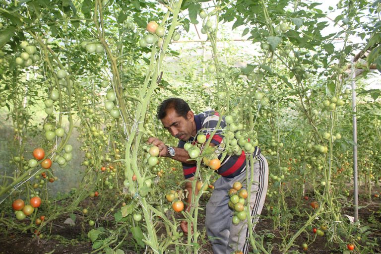‘आफ्नै खेतबारीमा नङग्रा खियाउँदा सन्तुष्टि मिल्दो रहेछ’