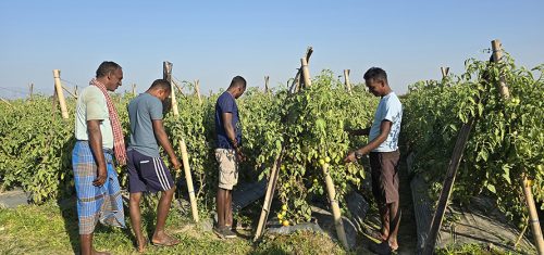 गोलभेंडा बेचेर वार्षिक ३० लाख कमाउँछन् श्रीलंका टापुका चन्द्रवंशी परिवार