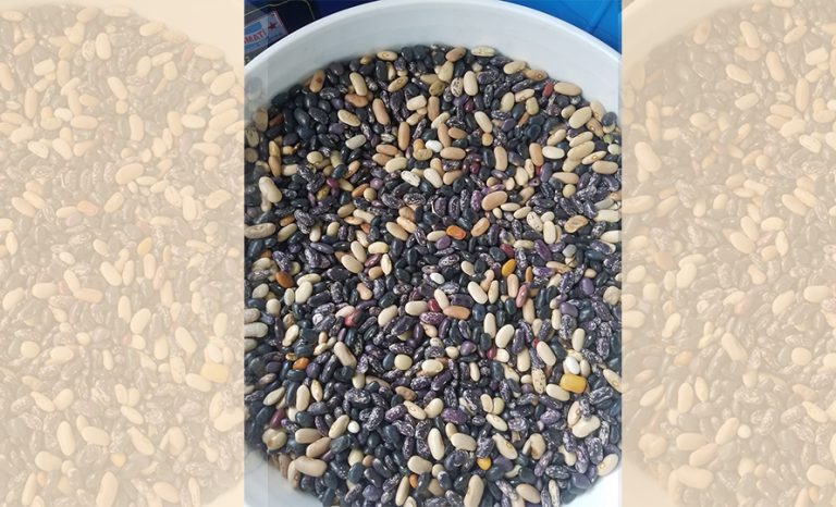 जुम्लामा एउटै वडाबाट ३ करोडको सिमी उत्पादन