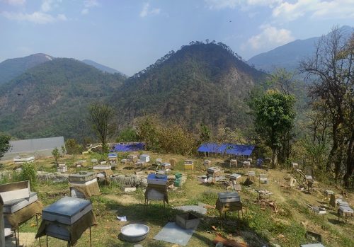 मौरीपालनबाटै वार्षिक ३५ लाख कमाउँछन् टीकाराम