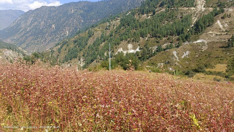 उदयपुरको पहाडी क्षेत्रमा जुनेलो, फापर, गहत फलाउने किसान भएनन्