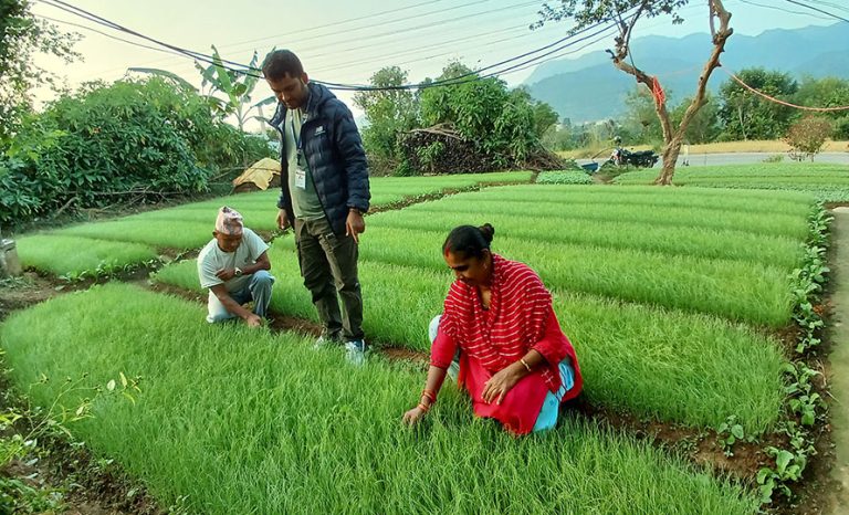 प्याजका बिरुवा बेचेर एक सिजनमा डेढ लाख कमाउँछन् पाल्पाका गोविन्दप्रसाद