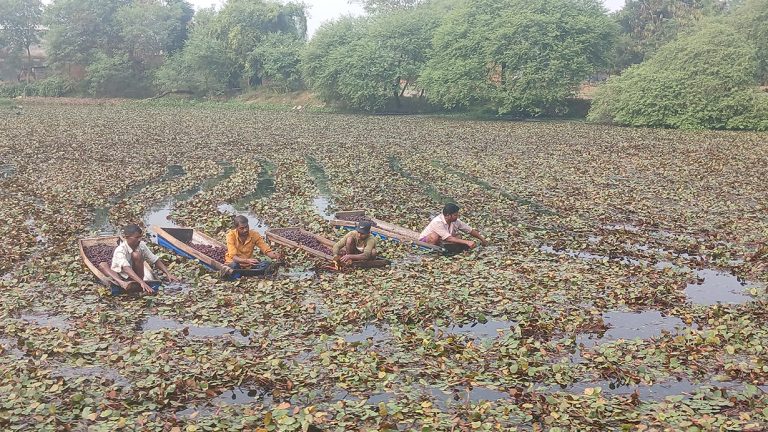 व्यावसायिक सिँगडा खेतीबाट गाउँमै मनग्य आम्दानी