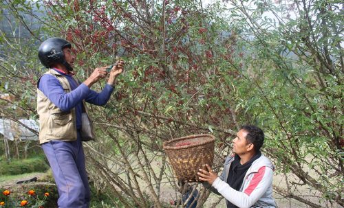 म्याग्दीको टिमुर तारे होटलदेखि विदेशसम्म