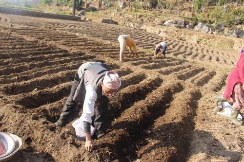 पर्वतमा आलुको व्यावसायिक खेती गर्न १ करोड ५० लाख विनियोजन