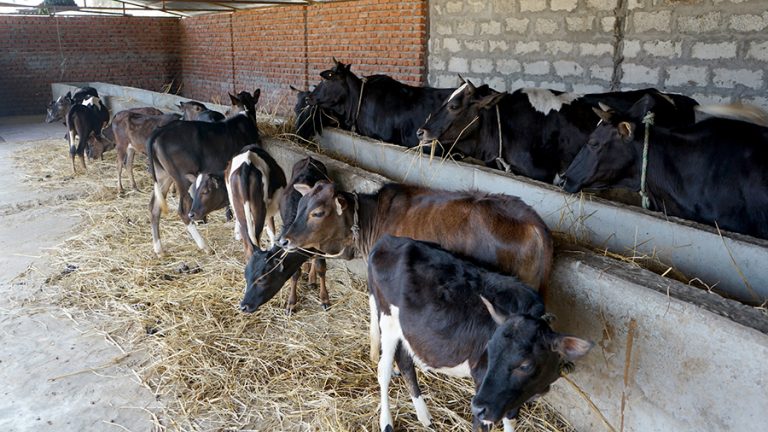 म्याग्दीमा स्थानीय गाई पाल्ने चलन हराउँदै