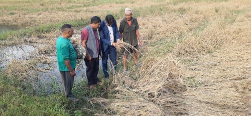 भित्र्याउनेबेला फेवाफाँटको जेठोबुढोमा गभारो