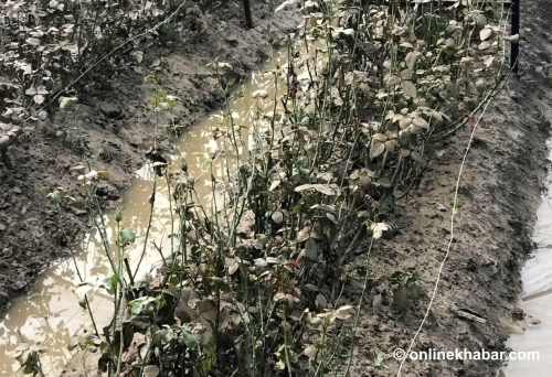 बाढीले पुर्‍यो दैनिक ५ लाख बराबरको फूल बेच्ने वीरेन्द्रको योजना
