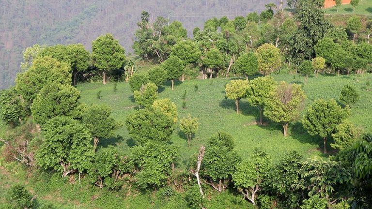 गुल्मीका सुन्तला बगैंचामा पाक्ने बेलामा देखियो रोग, किसान चिन्तित
