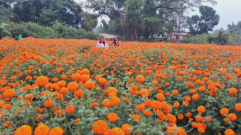 तिहारमा फूलमाला बेचेर  ५ लाख बचत