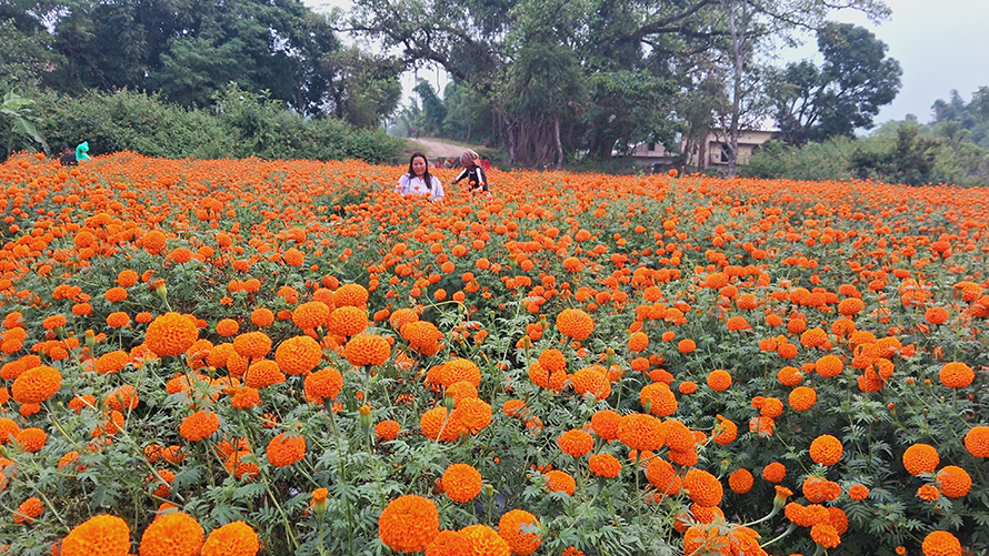 तिहारमा फूलमाला बेचेर  ५ लाख बचत