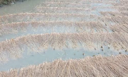 वर्षाले तनहुँ र म्याग्दीमा भित्र्याउने बेलाको धानबालीमा क्षति