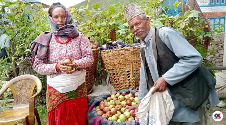 नेपाली स्याउ किसानको हँसिलो अनुहार : कमाइ पुग्यो डेढ अर्ब माथि