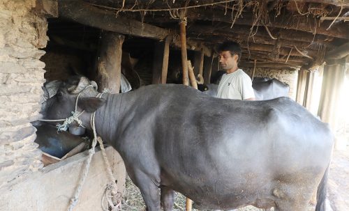 बागलुङका सुरेश कँडेल दूध बेचेर वार्षिक २० लाख कमाउँछन् 