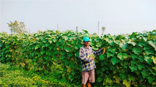बेमौसमी काँक्राखेतीबाट ३ महिनामै डेढ लाख आम्दानी