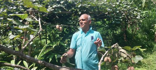 इलामका किसानलाई किबीभन्दा अलैँचीबाट अधिक फाइदा