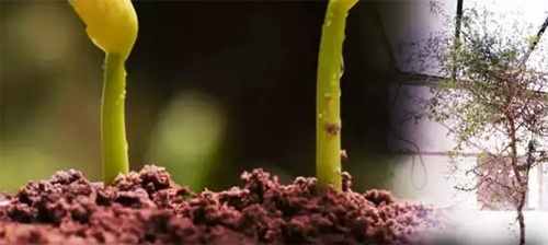 इजरायली वैज्ञानिकले उमारे हजार वर्ष पुरानो बीउबाट बोट
