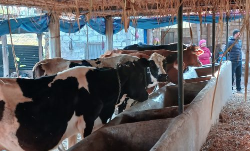 व्यावसायिक पशुपालनबाट वार्षिक १२ लाख कमाउँछन् पाल्पाका पुरुषोत्तम