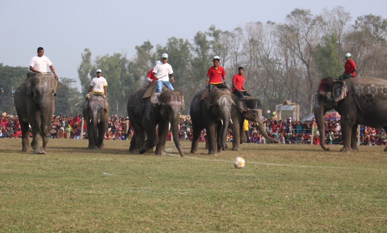 चितवनको सौराहामा आजदेखि हात्ती तथा पर्यटन महोत्सव सुरु हुँदै