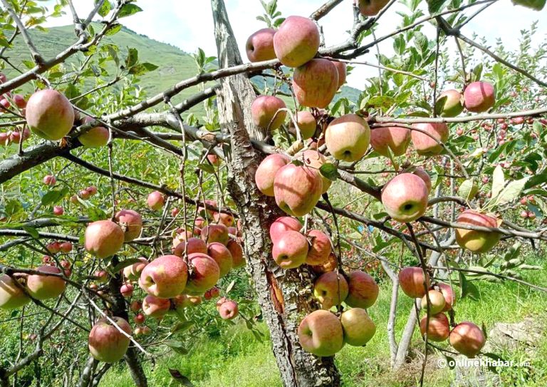 फलफूलका बिरुवा उत्पादनमा १५ प्रतिशत वृद्धि, स्याउका ७ नयाँ जात सूचीकृत
