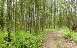 वन, वातावरण तथा जलवायु क्षेत्रका लागि १२ अर्ब ३१ करोड बजेट