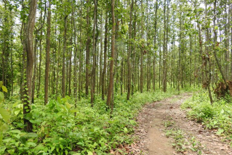 संघीयतापछि सामुदायिक वन : बहुआयामिक उपयोग गर्नुपर्ने सुझाव