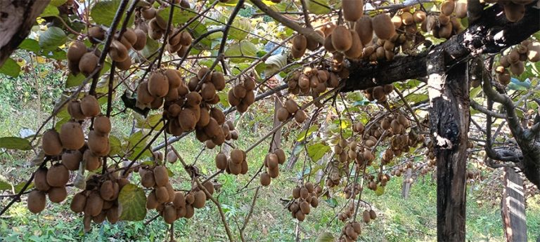 बढ्यो अम्बा र किवीको मूल्य