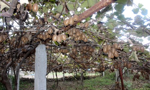 म्याग्दीमा फलेको किबीले बजार पाएन